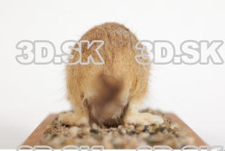 Gerbil - Meriones meridionus 0040